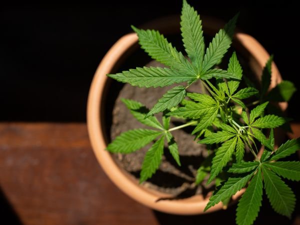 Cannabispflanze im Topf